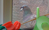Pigeon_glasses
